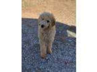 Goldendoodle Puppy for sale in Rush Springs, OK, USA