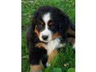 Bernese Mountain Dog Puppy for sale in Farmington, PA, USA
