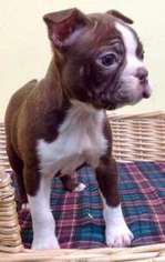 Boston Terrier Puppy for sale in Longmont, CO, USA