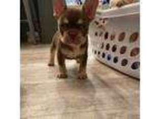 French Bulldog Puppy for sale in Dallas, TX, USA