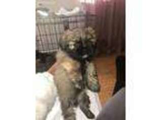 Mutt Puppy for sale in Lithonia, GA, USA