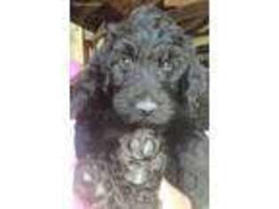 Labradoodle Puppy for sale in Aberdeen, SD, USA