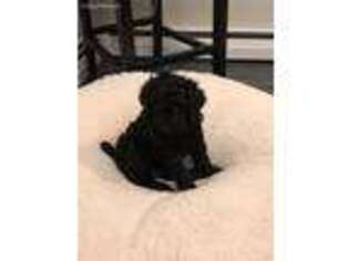 Mutt Puppy for sale in Gansevoort, NY, USA