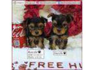 Yorkshire Terrier Puppy for sale in Tempe, AZ, USA