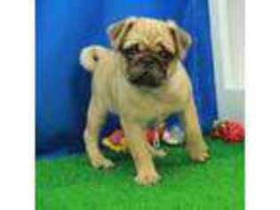 Puggle Puppy for sale in Hickory, NC, USA