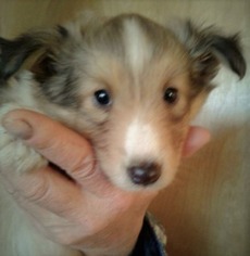 Shetland Sheepdog Puppy for sale in Barstow, CA, USA