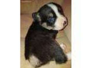 Pembroke Welsh Corgi Puppy for sale in Piney Flats, TN, USA