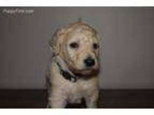 Goldendoodle Puppy for sale in Rome, GA, USA