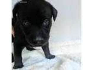 Labrador Retriever Puppy for sale in Cullowhee, NC, USA