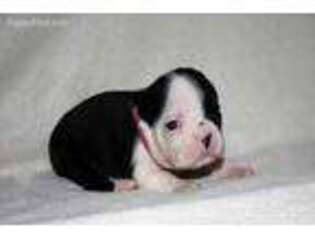 Boston Terrier Puppy for sale in Reynolds, IN, USA
