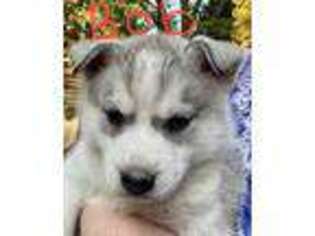 Siberian Husky Puppy for sale in Diamond Springs, CA, USA