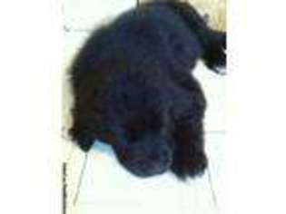 Newfoundland Puppy for sale in MUSKEGON, MI, USA