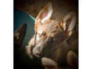 German Shepherd Dog Puppy for sale in Angel Fire, NM, USA