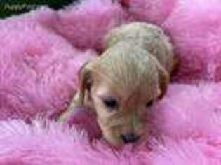 Cavapoo Puppy for sale in Coalgate, OK, USA