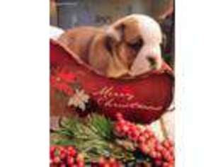 Bulldog Puppy for sale in Haysville, KS, USA