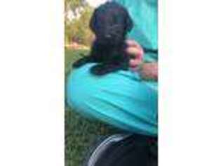 Labradoodle Puppy for sale in Tifton, GA, USA