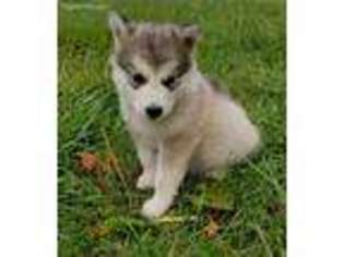 Alaskan Malamute Puppy for sale in Bushnell, IL, USA