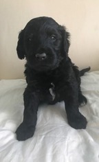Goldendoodle Puppy for sale in Fleming, CO, USA