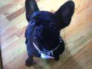 French Bulldog Puppy for sale in North Providence, RI, USA