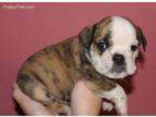 Bulldog Puppy for sale in Holden, MO, USA