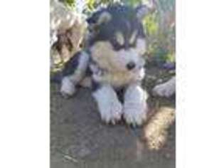 Siberian Husky Puppy for sale in Baldwin Park, CA, USA
