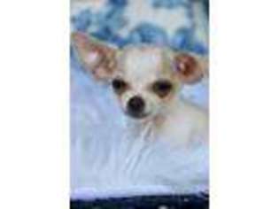 Chihuahua Puppy for sale in Chouteau, OK, USA