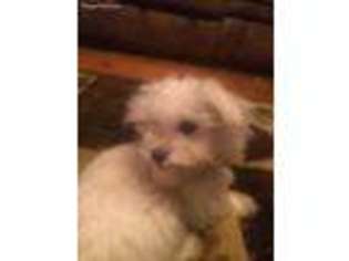 Maltese Puppy for sale in Norris City, IL, USA