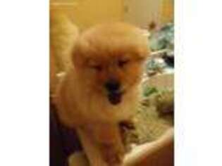 Chow Chow Puppy for sale in Albuquerque, NM, USA
