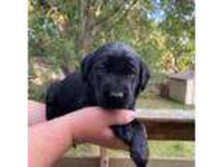 Labrador Retriever Puppy for sale in Burnsville, MN, USA