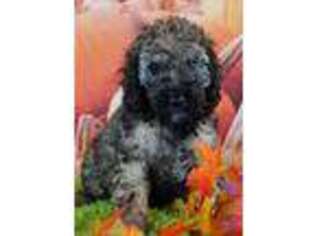 Labradoodle Puppy for sale in Lake Ozark, MO, USA
