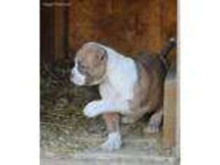 American Bulldog Puppy for sale in Duncanville, TX, USA