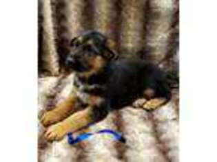 German Shepherd Dog Puppy for sale in Spartanburg, SC, USA