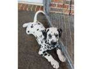 Dalmatian Puppy for sale in Smithville, TN, USA