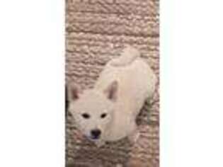Shiba Inu Puppy for sale in Gladstone, NM, USA