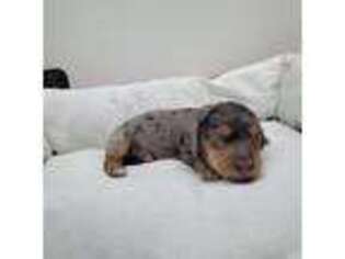 Dachshund Puppy for sale in Shickshinny, PA, USA