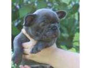 French Bulldog Puppy for sale in Union City, TN, USA