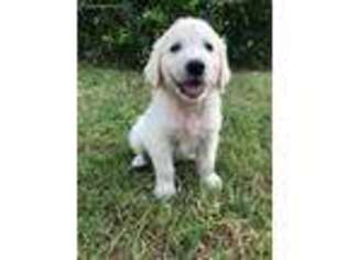 Mutt Puppy for sale in Kemp, TX, USA