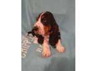 Basset Hound Puppy for sale in Watson, OK, USA