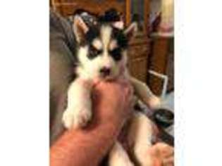 Siberian Husky Puppy for sale in Henley, MO, USA