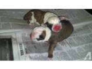 Olde English Bulldogge Puppy for sale in VIRGINIA BEACH, VA, USA