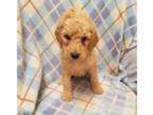 Mutt Puppy for sale in Coldwater, MI, USA