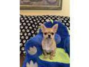 Chihuahua Puppy for sale in Austin, AR, USA