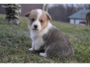 Pembroke Welsh Corgi Puppy for sale in Mount Joy, PA, USA