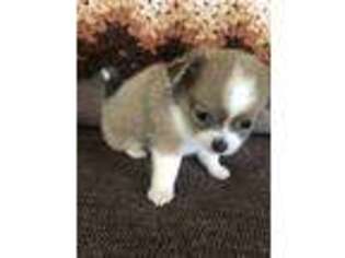 Chihuahua Puppy for sale in Millersburg, OH, USA