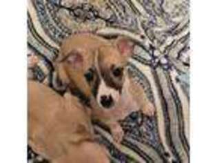 Whippet Puppy for sale in Boiling Springs, PA, USA