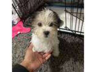 Mutt Puppy for sale in Bronx, NY, USA