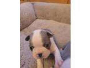 Boston Terrier Puppy for sale in Walhalla, SC, USA