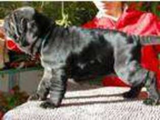 Neapolitan Mastiff Puppy for sale in Lynwood, CA, USA