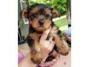 Yorkshire Terrier Puppy for sale in Hanoverton, OH, USA