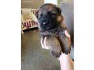 German Shepherd Dog Puppy for sale in Campbellsburg, IN, USA